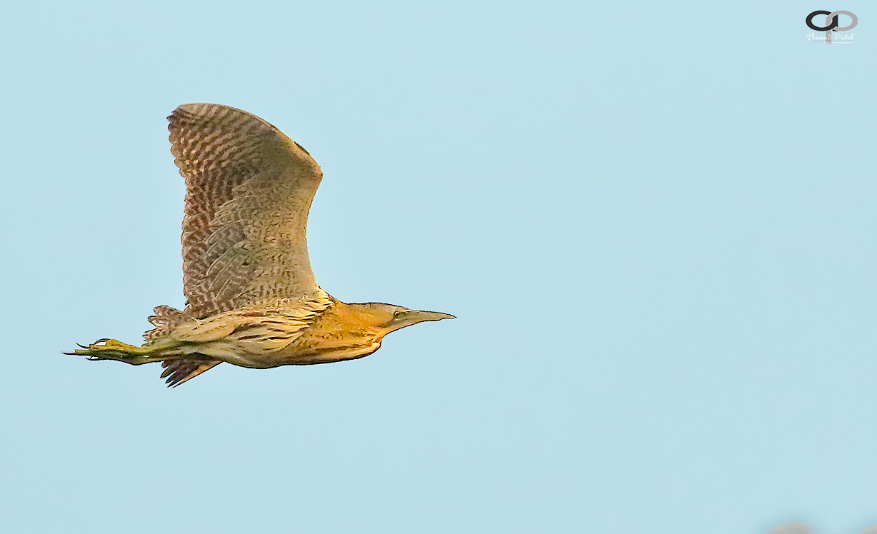 Great Bittern
